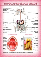  - Cilvēka gremošanas orgāni (A4)