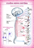 - Cilvēka nervu sistēma (A4)