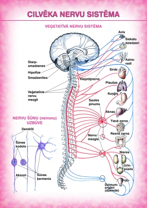  - Cilvēka nervu sistēma (A4)